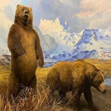 American Museum of Natural History